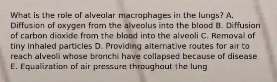 What is the role of alveolar macrophages in the lungs? A. Diffusion of oxygen from the alveolus into the blood B. Diffusion of carbon dioxide from the blood into the alveoli C. Removal of tiny inhaled particles D. Providing alternative routes for air to reach alveoli whose bronchi have collapsed because of disease E. Equalization of air pressure throughout the lung