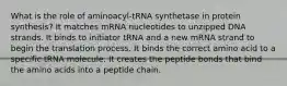 What is the role of aminoacyl-tRNA synthetase in protein synthesis? It matches mRNA nucleotides to unzipped DNA strands. It binds to initiator tRNA and a new mRNA strand to begin the translation process. It binds the correct amino acid to a specific tRNA molecule. It creates the peptide bonds that bind the amino acids into a peptide chain.