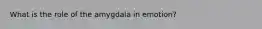 What is the role of the amygdala in emotion?