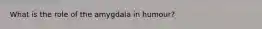 What is the role of the amygdala in humour?