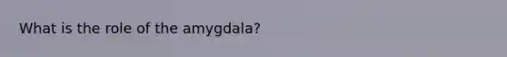 What is the role of the amygdala?