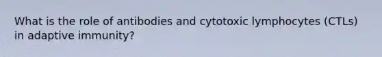 What is the role of antibodies and cytotoxic lymphocytes (CTLs) in adaptive immunity?