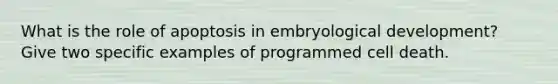 What is the role of apoptosis in embryological development? Give two specific examples of programmed cell death.