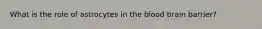What is the role of astrocytes in the blood brain barrier?