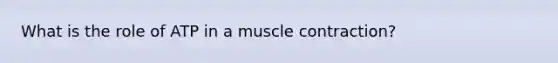 What is the role of ATP in a muscle contraction?