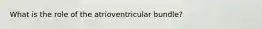What is the role of the atrioventricular bundle?