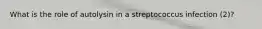What is the role of autolysin in a streptococcus infection (2)?