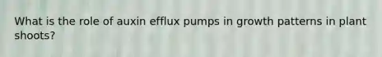 What is the role of auxin efflux pumps in growth patterns in plant shoots?