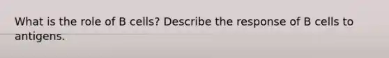 What is the role of B cells? Describe the response of B cells to antigens.