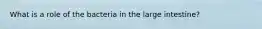 What is a role of the bacteria in the large intestine?