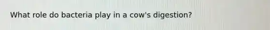 What role do bacteria play in a cow's digestion?