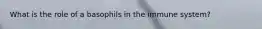 What is the role of a basophils in the immune system?