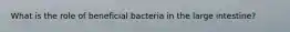 What is the role of beneficial bacteria in the large intestine?