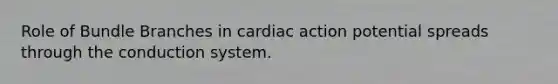 Role of Bundle Branches in cardiac action potential spreads through the conduction system.