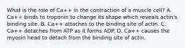 What is the role of Ca++ in the contraction of a muscle cell? A. Ca++ binds to troponin to change its shape which reveals actin's binding site. B. Ca++ attaches to the binding site of actin. C. Ca++ detaches from ATP as it forms ADP. D. Ca++ causes the myosin head to detach from the binding site of actin.