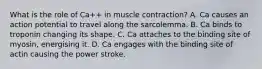 What is the role of Ca++ in muscle contraction? A. Ca causes an action potential to travel along the sarcolemma. B. Ca binds to troponin changing its shape. C. Ca attaches to the binding site of myosin, energising it. D. Ca engages with the binding site of actin causing the power stroke.