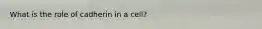 What is the role of cadherin in a cell?