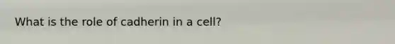 What is the role of cadherin in a cell?