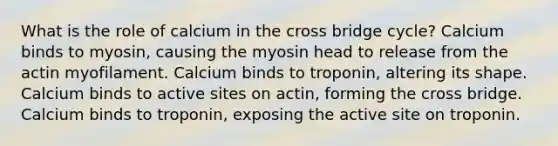 What is the role of calcium in the cross bridge cycle? Calcium binds to myosin, causing the myosin head to release from the actin myofilament. Calcium binds to troponin, altering its shape. Calcium binds to active sites on actin, forming the cross bridge. Calcium binds to troponin, exposing the active site on troponin.