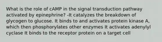 What is the role of cAMP in the signal transduction pathway activated by epinephrine? -It catalyzes the breakdown of glycogen to glucose. It binds to and activates protein kinase A, which then phosphorylates other enzymes It activates adenylyl cyclase It binds to the receptor protein on a target cell