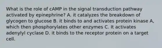 What is the role of cAMP in the signal transduction pathway activated by epinephrine? A. it catalyzes the breakdown of glycogen to glucose B. it binds to and activates protein kinase A, which then phosphorylates other enzymes C. It activates adenylyl cyclase D. it binds to the receptor protein on a target cell.