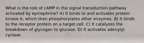 What is the role of cAMP in the signal transduction pathway activated by epinephrine? A) It binds to and activates protein kinase A, which then phosphorylates other enzymes. B) It binds to the receptor protein on a target cell. C) It catalyzes the breakdown of glycogen to glucose. D) It activates adenylyl cyclase.