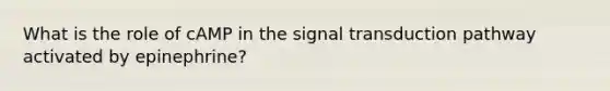 What is the role of cAMP in the signal transduction pathway activated by epinephrine?