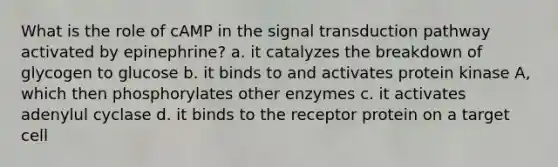 What is the role of cAMP in the signal transduction pathway activated by epinephrine? a. it catalyzes the breakdown of glycogen to glucose b. it binds to and activates protein kinase A, which then phosphorylates other enzymes c. it activates adenylul cyclase d. it binds to the receptor protein on a target cell