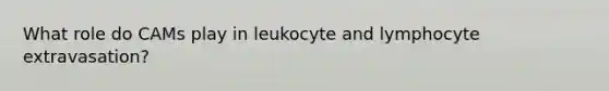 What role do CAMs play in leukocyte and lymphocyte extravasation?