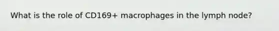 What is the role of CD169+ macrophages in the lymph node?