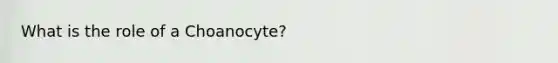 What is the role of a Choanocyte?