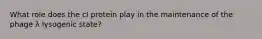 What role does the cI protein play in the maintenance of the phage λ lysogenic state?