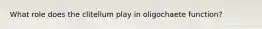 What role does the clitellum play in oligochaete function?