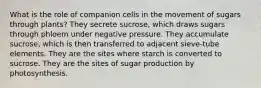 What is the role of companion cells in the movement of sugars through plants? They secrete sucrose, which draws sugars through phloem under negative pressure. They accumulate sucrose, which is then transferred to adjacent sieve-tube elements. They are the sites where starch is converted to sucrose. They are the sites of sugar production by photosynthesis.