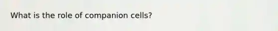 What is the role of companion cells?