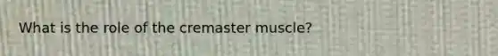 What is the role of the cremaster muscle?