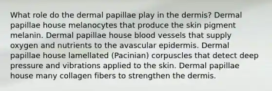 What role do the dermal papillae play in the dermis? Dermal papillae house melanocytes that produce the skin pigment melanin. Dermal papillae house blood vessels that supply oxygen and nutrients to the avascular epidermis. Dermal papillae house lamellated (Pacinian) corpuscles that detect deep pressure and vibrations applied to the skin. Dermal papillae house many collagen fibers to strengthen the dermis.