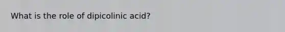 What is the role of dipicolinic acid?