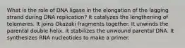 What is the role of DNA ligase in the elongation of the lagging strand during DNA replication? It catalyzes the lengthening of telomeres. It joins Okazaki fragments together. It unwinds the parental double helix. It stabilizes the unwound parental DNA. It synthesizes RNA nucleotides to make a primer.