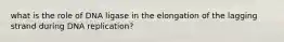 what is the role of DNA ligase in the elongation of the lagging strand during DNA replication?