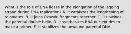 What is the role of DNA ligase in the elongation of the lagging strand during DNA replication? A. It catalyzes the lengthening of telomeres. B. It joins Okazaki fragments together. C. It unwinds the parental double helix. D. It synthesizes RNA nucleotides to make a primer. E. It stabilizes the unwound parental DNA