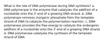 What is the role of DNA polymerase during DNA synthesis? a. DNA polymerase is the enzyme that catalyzes the addition of a nucleotide onto the 3' end of a growing DNA strand. b. DNA polymerase removes inorganic phosphate from the template strand of DNA to catalyze the polymerization reaction. c. DNA polymerase provides the free energy to catalyze the endergonic addition of a nucleotide onto the 3' end of a growing DNA strand. d. DNA polymerase catalyzes the synthesis of the template strand of DNA