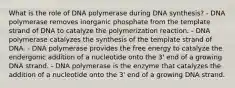 What is the role of DNA polymerase during DNA synthesis? - DNA polymerase removes inorganic phosphate from the template strand of DNA to catalyze the polymerization reaction. - DNA polymerase catalyzes the synthesis of the template strand of DNA. - DNA polymerase provides the free energy to catalyze the endergonic addition of a nucleotide onto the 3' end of a growing DNA strand. - DNA polymerase is the enzyme that catalyzes the addition of a nucleotide onto the 3' end of a growing DNA strand.