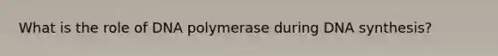 What is the role of DNA polymerase during DNA synthesis?