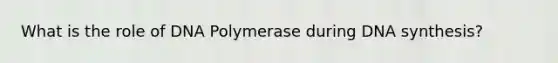 What is the role of DNA Polymerase during DNA synthesis?