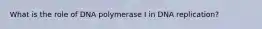 What is the role of DNA polymerase I in DNA replication?