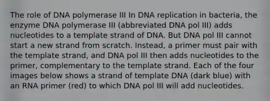 The role of DNA polymerase III In <a href='https://www.questionai.com/knowledge/kofV2VQU2J-dna-replication' class='anchor-knowledge'>dna replication</a> in bacteria, the enzyme DNA polymerase III (abbreviated DNA pol III) adds nucleotides to a template strand of DNA. But DNA pol III cannot start a new strand from scratch. Instead, a primer must pair with the template strand, and DNA pol III then adds nucleotides to the primer, complementary to the template strand. Each of the four images below shows a strand of template DNA (dark blue) with an RNA primer (red) to which DNA pol III will add nucleotides.