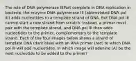 The role of DNA polymerase IIIPart complete In DNA replication in bacteria, the enzyme DNA polymerase III (abbreviated DNA pol III) adds nucleotides to a template strand of DNA. But DNA pol III cannot start a new strand from scratch. Instead, a primer must pair with the template strand, and DNA pol III then adds nucleotides to the primer, complementary to the template strand. Each of the four images below shows a strand of template DNA (dark blue) with an RNA primer (red) to which DNA pol III will add nucleotides. In which image will adenine (A) be the next nucleotide to be added to the primer?