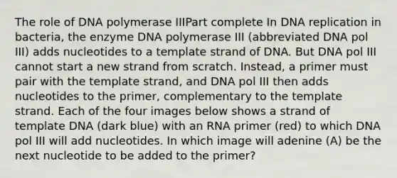 The role of DNA polymerase IIIPart complete In DNA replication in bacteria, the enzyme DNA polymerase III (abbreviated DNA pol III) adds nucleotides to a template strand of DNA. But DNA pol III cannot start a new strand from scratch. Instead, a primer must pair with the template strand, and DNA pol III then adds nucleotides to the primer, complementary to the template strand. Each of the four images below shows a strand of template DNA (dark blue) with an RNA primer (red) to which DNA pol III will add nucleotides. In which image will adenine (A) be the next nucleotide to be added to the primer?