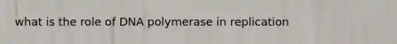 what is the role of DNA polymerase in replication